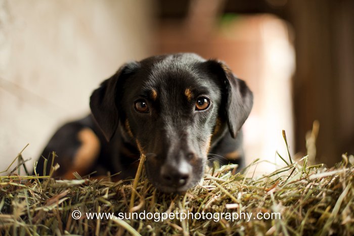 View Our Jack Russell Terriers Family Photo Album